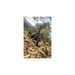 13"-30" Accumax® Premium Carbon Fiber Bipod Sling Swivel Stud Attachment